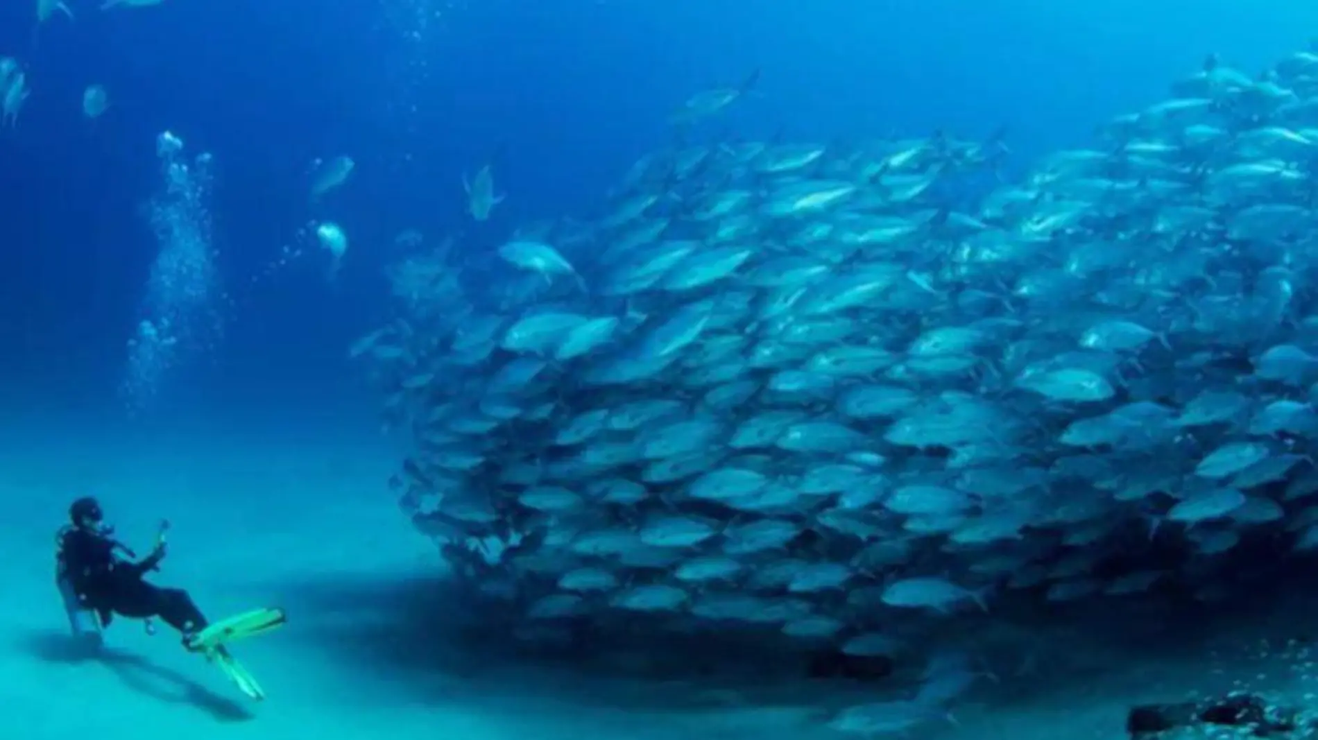 Cabo Pulmo peces buzo turismo